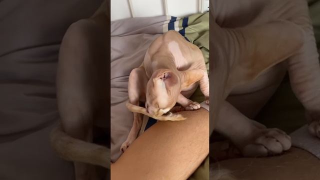 Лысый ,балдеет)))