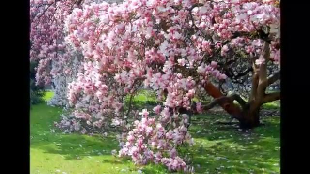 Вино в бокале.mp4 смотреть онлайн