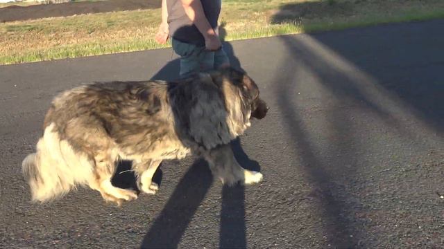 Caucasian Shepherd Dog OVCHARKA WOLF KILLER Russian & Ukrainian VOLKODAV