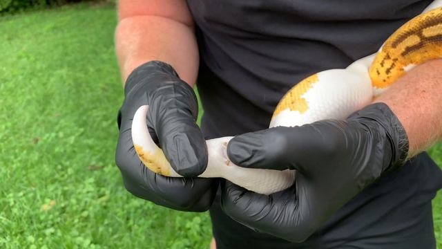 DIY: HOW TO KNOW IF YOUR BALL PYTHON IS BOY OR GIRL ?? смотреть онлайн