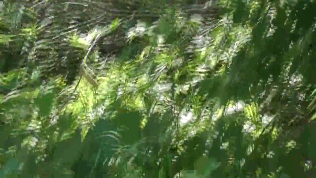 Замер внутри-деревенского пруда. 56х24=0,13 га 23. 06. 2018 смотреть онлайн