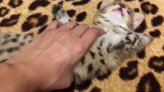 Котёнок Сервал смотреть онлайн