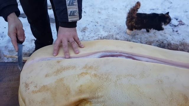 Забой и разделка свинки. Как мы разделываем свинину. смотреть онлайн