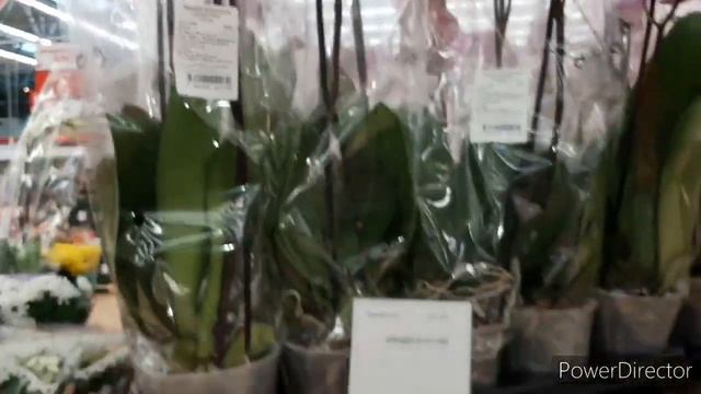 Немного Орхидей и классные мягкие игрушки в Ашане 6 марта 2023г.