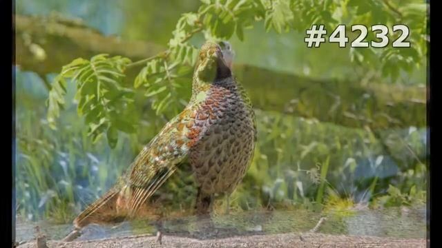#4232. Куропатки, рябчики и перепела (В мире животных) смотреть онлайн