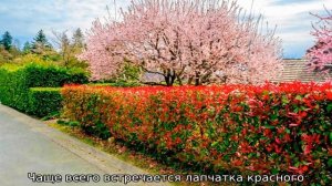 Кустарники многолетники: зимостойкие, цветущие