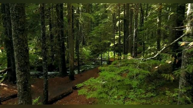 Практика-медитация "Соединение с Древом Рода и Хранителями своего Рода" смотреть онлайн