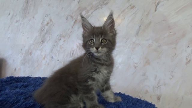 Volga Pride Tayna котенок мейн - кун, девочка смотреть онлайн