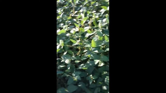 косимо траву контроль+роторна косілка смотреть онлайн