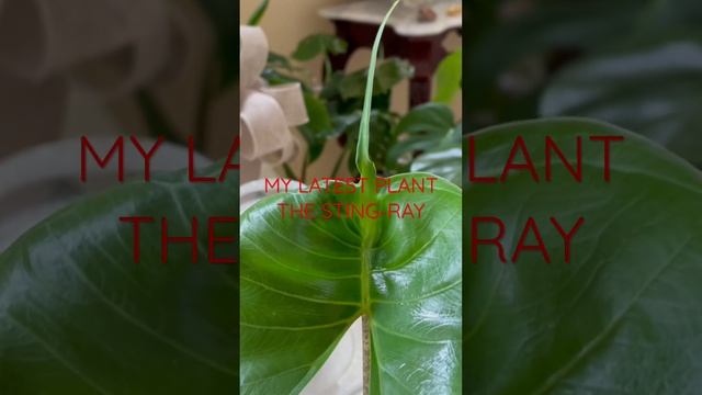THE ALOCASIA STINGRAY...my newest indoor plant|#alocasiastingray смотреть онлайн