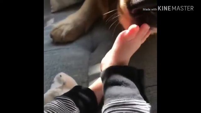 #2 видео из WhatsApp (животные) смотреть онлайн