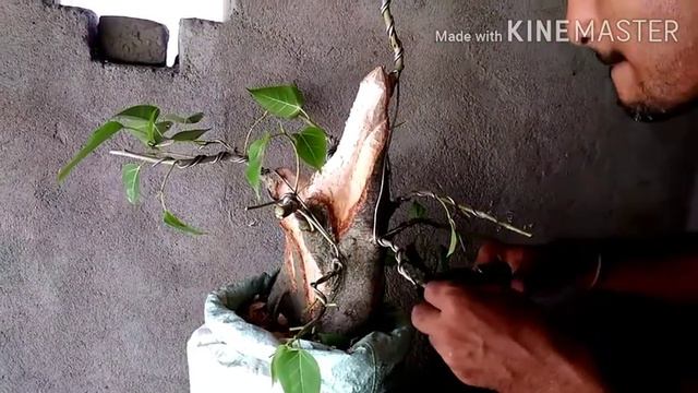 Zining my ficus with update смотреть онлайн
