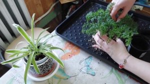 Пилея мелколистная ? знакомство?, пересадка ??