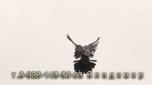 Голуби Белая Калитва 1 часть