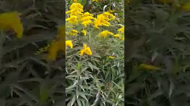 цветение осеннего медоноса - золотарник смотреть онлайн