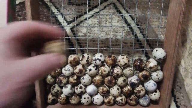 Перепел Маньчжурский золотистый Закладка яйца Жизнь в деревне смотреть онлайн