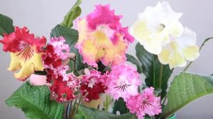 Стрептокарпусы  (стрепсы) ароматные в чем подвох? Сорта стрептокарпусов. Юлия Датта