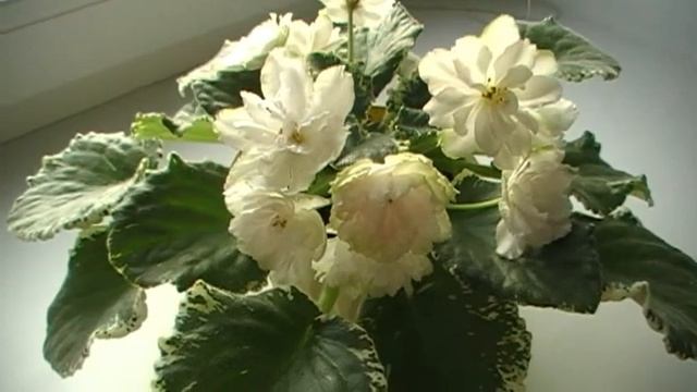 сорт фиалки " АНАИС " // моя коллекция смотреть онлайн