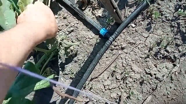 Дали воду Капельный полив и много разговора смотреть онлайн