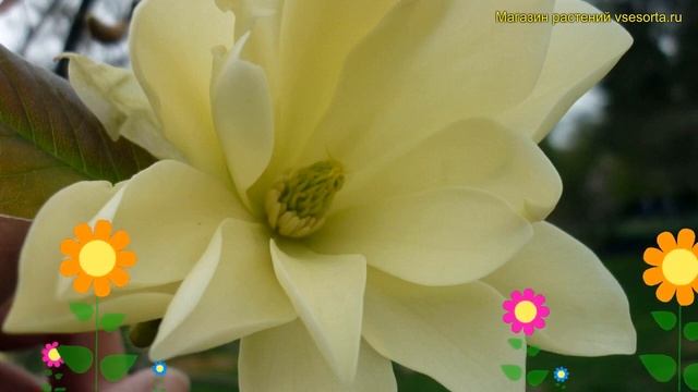 Магнолия обыкновенная Голд Стар. Краткий обзор, описание характеристик magnolia Gold Star смотреть онлайн