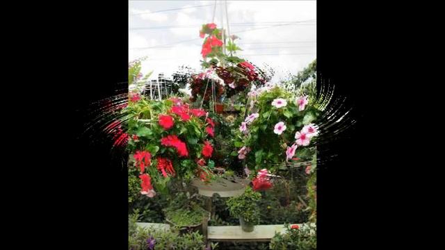 Hoa Dừa Cạn Rũ - VINCA TRAILING - VIN017 Mediterranean Red смотреть онлайн