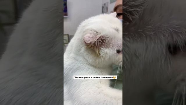 Чистим уши коту и лечим отодектоз смотреть онлайн