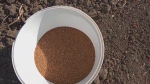 посев горчицы как удобрение