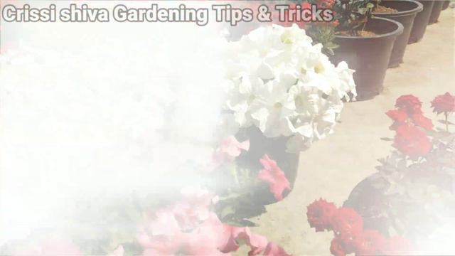 Petunia👉बस 1 Fertilizer से फूल ही फूल