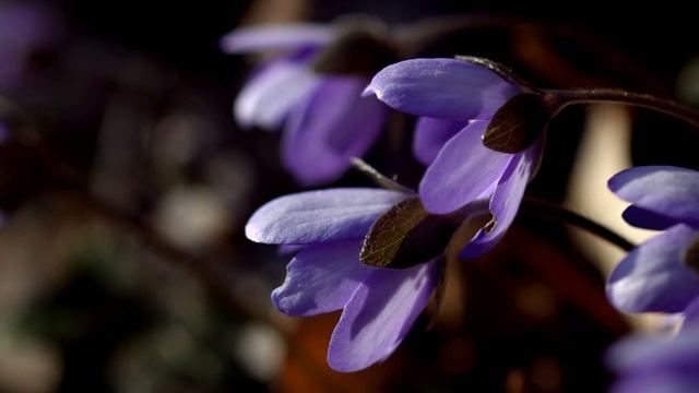 hepatica nobilis Re смотреть онлайн