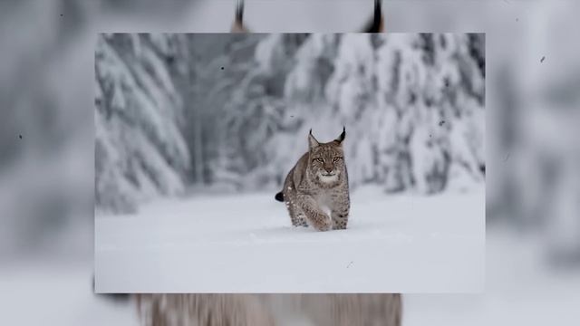 Рысь умоляла человека спасти её детеныша, а через несколько дней произошло невероятное! смотреть онлайн