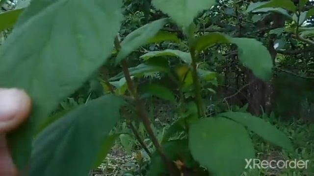 привил сакуру на алычу смотреть онлайн