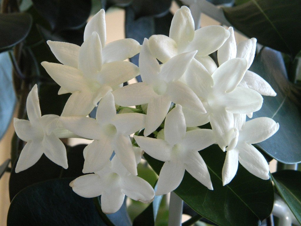 Магазин Мир цветов ласкает взгляд каждый раз! смотреть онлайн