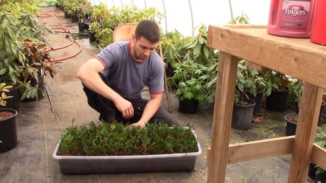 Hardwood Propagation of Thuja Green Giant Arborvitae (Part 1) | Rooting Cuttings for a Privacy Hedg смотреть онлайн