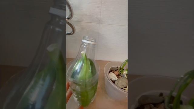 193. Почему реанимация орхидеи фаленопсис вниз листьями в воде проходит в 2 этапа #ЛечениеОрхидей смотреть онлайн