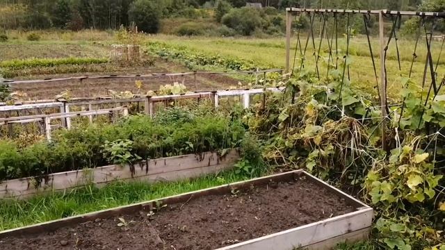 Огород / Подводим итоги / Тёплые грядки / Картофель смотреть онлайн