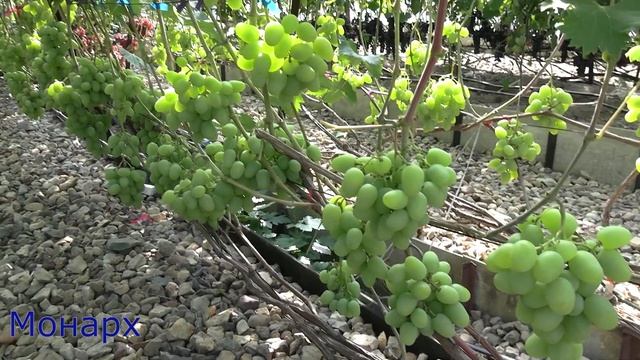 Виноградник Ильи Королева в 2020 году смотреть онлайн