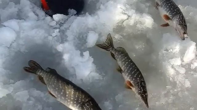 Рыбалка в Рясном смотреть онлайн