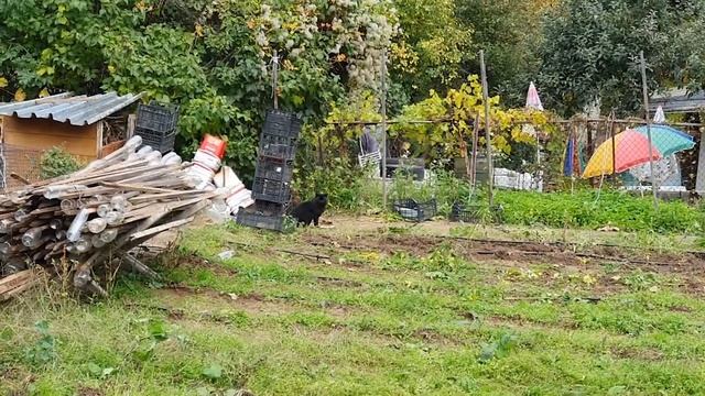 Есенни приключения под дъжда /ЖИВОТ НА СЕЛО / подготвяме мястото за новите обитатели на фермата смотреть онлайн