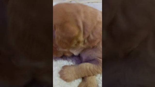 Лабродудель, щенки всегда в продаже,отправляем во все Регионы России. смотреть онлайн