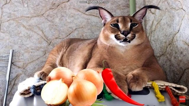 шлепа пельмени. смотреть онлайн