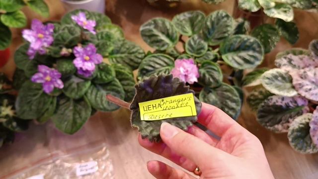 Фиалки и покупки с выставки. Новинки и возвращение любимых сортов  в коллекцию