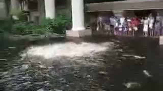 Ручные рыбы / www.kengarags.ru смотреть онлайн