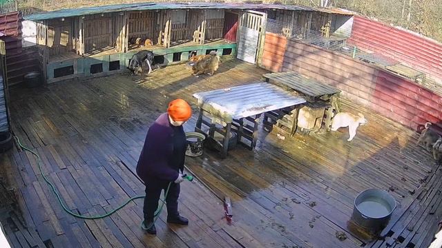 Про котов и крыс под видео с камер смотреть онлайн