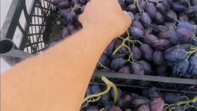 Виноград "Каталония" , август 2022 г. Виноградник Веры Бова смотреть онлайн