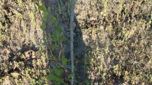 Зигерребе вкусный и ароматный, винный сорт винограда, очень раннего срока созревания Сельская жизнь