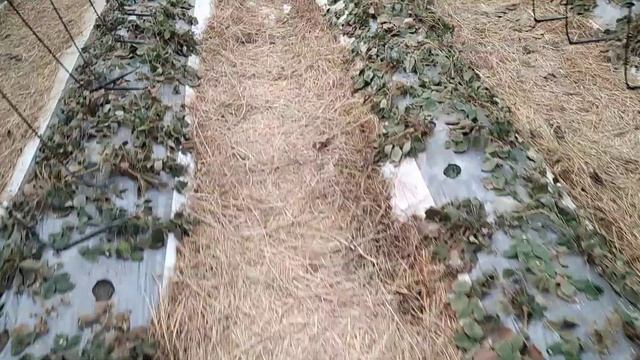 Начинаем подготовку к клубничному сезону на малообъёмке, в кокосовых матах! смотреть онлайн