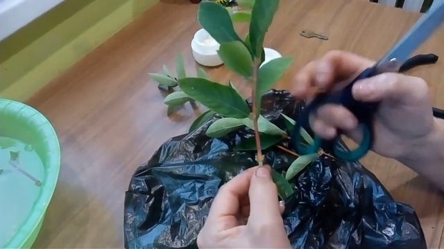 Как правильно черенковать жимолость смотреть онлайн