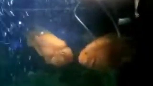 целующиеся рыбки!! смотреть онлайн
