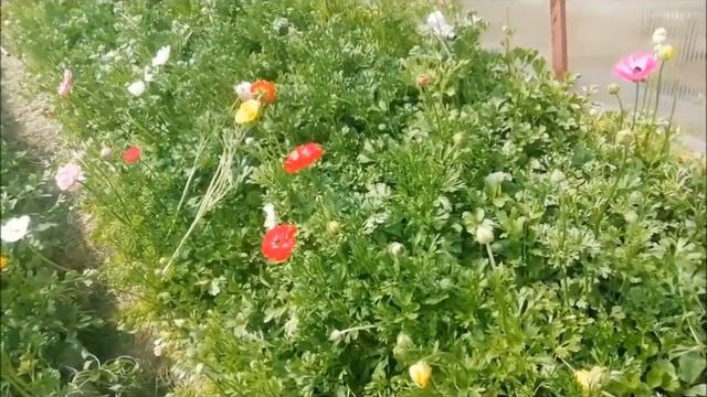 Срезка ранункулюсов ЧАСТЬ 3 смотреть онлайн