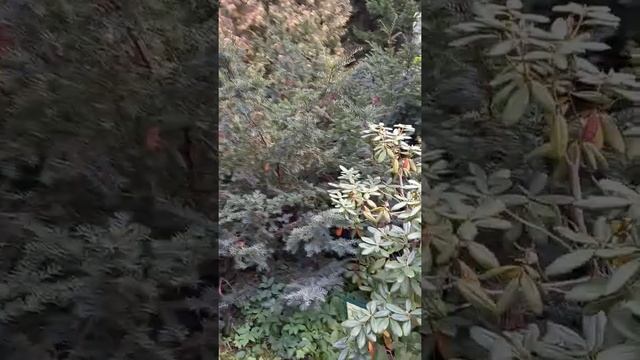 Тиссы Дендрарий БИН СПб смотреть онлайн
